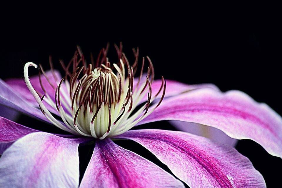 clematis-3485218_960_720|fleuroselect1|fleuroselect3